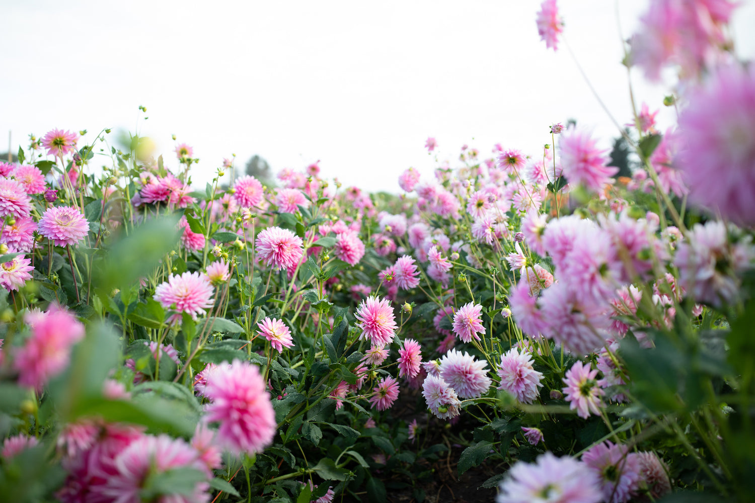 Local farm grown flowers and arrangments