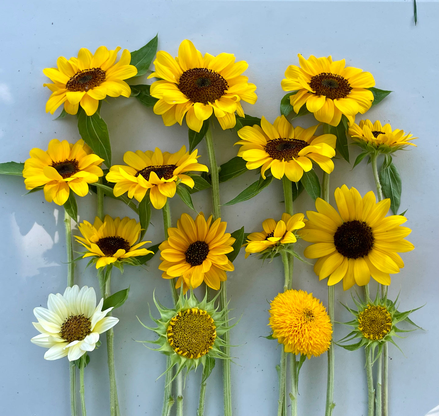 Fresh flower - Glorious summer arrangement